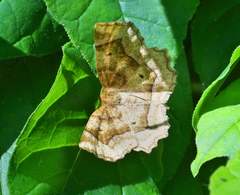 Metarranthis refractaria