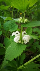 Lamium album