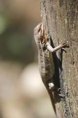 Sceloporus variabilis marmoratus