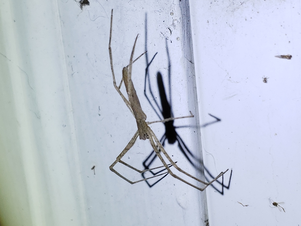 Ogre-faced Spider