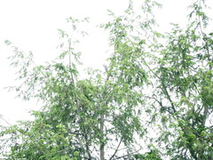 Melanerpes carolinus