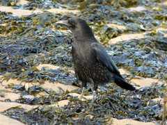 Corvus corone