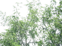 Melanerpes carolinus