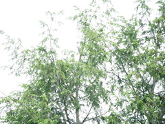 Melanerpes carolinus