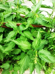 Urtica dioica