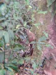 Dendrocolaptes platyrostris