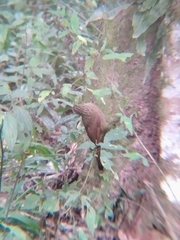 Dendrocolaptes platyrostris