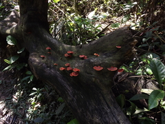 Trametes sanguinea