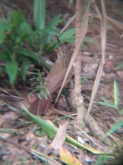 Dendrocolaptes platyrostris