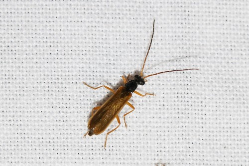 Rhagonycha lignosa, 6874 Wolfheze, Nederland, photo 10 of 10