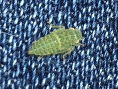 Rugosana