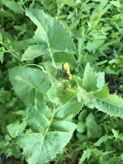 Sonchus oleraceus