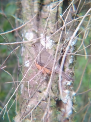 Turdus rufiventris