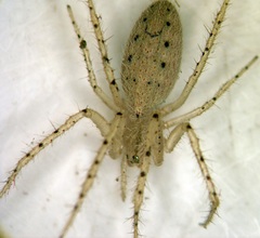 Larinia