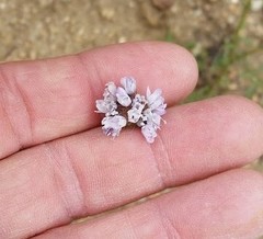Gilia capitata abrotanifolia