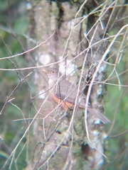 Turdus rufiventris