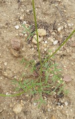 Gilia capitata abrotanifolia
