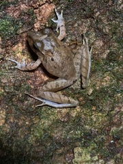 Craugastor fitzingeri