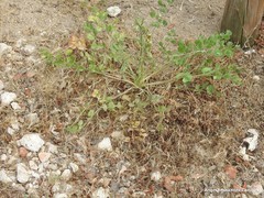 Pimpinella villosa