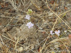 Iberis ciliata contracta