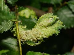 Eriosoma anncharlotteae