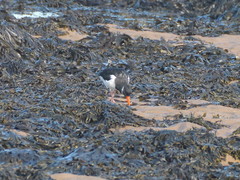Haematopus ostralegus