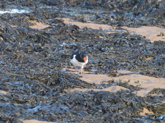 Haematopus ostralegus