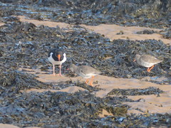 Haematopus ostralegus