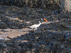 Haematopus ostralegus