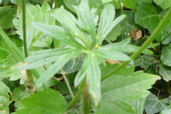 Ranunculus tuberosus