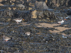 Haematopus ostralegus