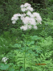 Thalictrum aquilegiifolium