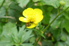 Ranunculus tuberosus
