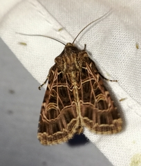 Sideridis reticulata