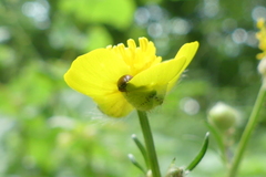 Ranunculus tuberosus
