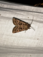 Sideridis reticulata
