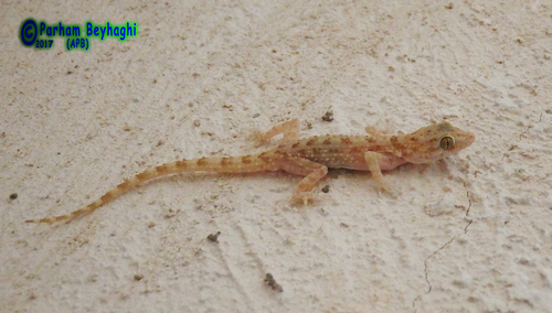 Keeled Rock Gecko