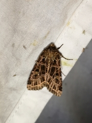 Sideridis reticulata