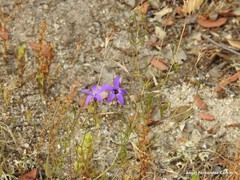 Campanula lusitanica
