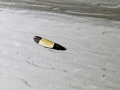 Anacampsis coverdalella