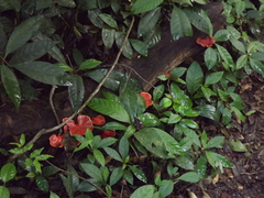 Trametes sanguinea