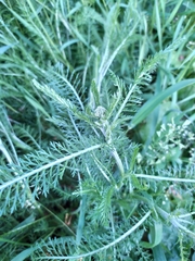 Achillea millefolium