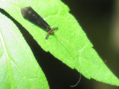 Mystacides azureus
