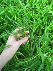 Achillea millefolium