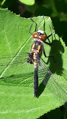 Leucorrhinia proxima