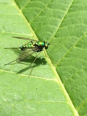 Condylostylus comatus
