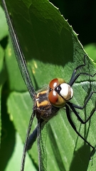 Leucorrhinia proxima