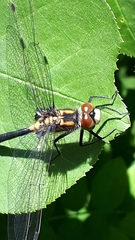 Leucorrhinia proxima