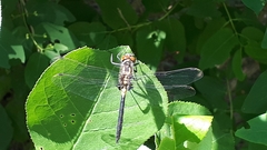 Leucorrhinia proxima
