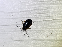 Lysathia ludoviciana